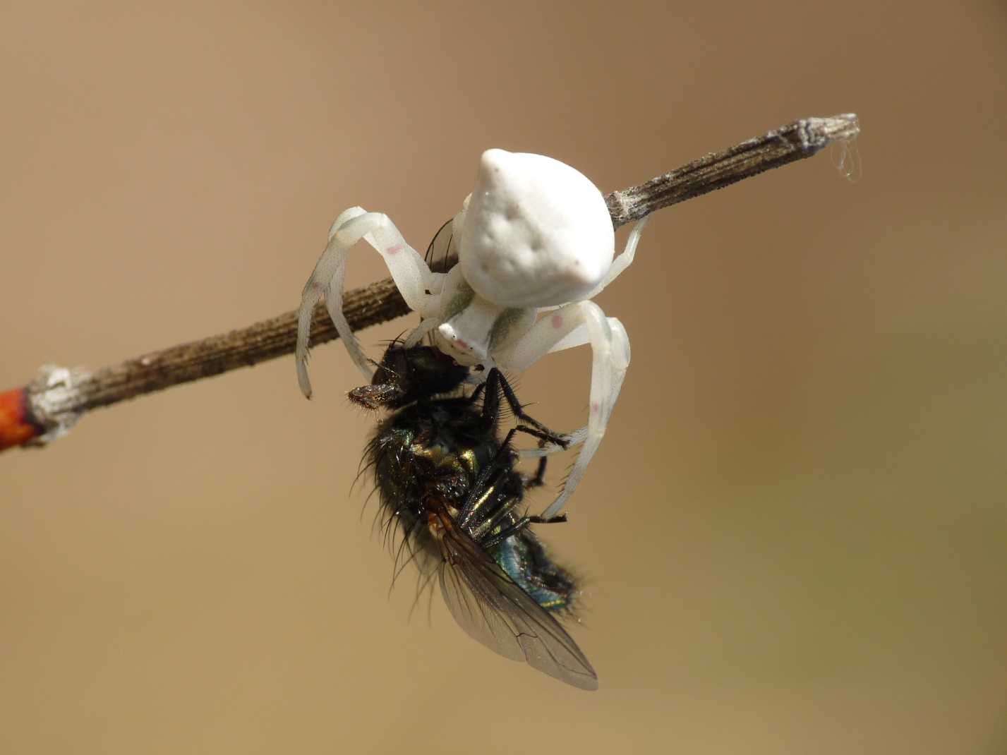 Thomisus onustus sardi